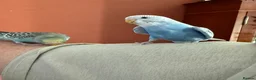Budgerigars birds for sale: Two Budgies for Sale 🦜 in Nottingham - Advert 8