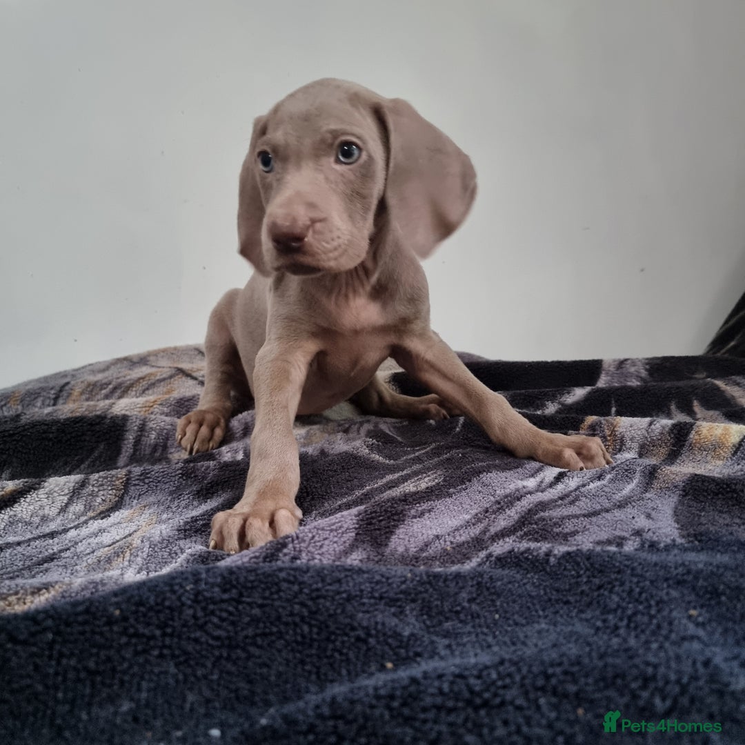 Weimaraner dogs for sale: Blue and Silver Weimaraner  - Image 8