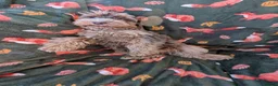 Cockapoo dogs for sale: 🌟 Superb chocolate sable cockapoo pups 🌟 in Maldon - Advert 5