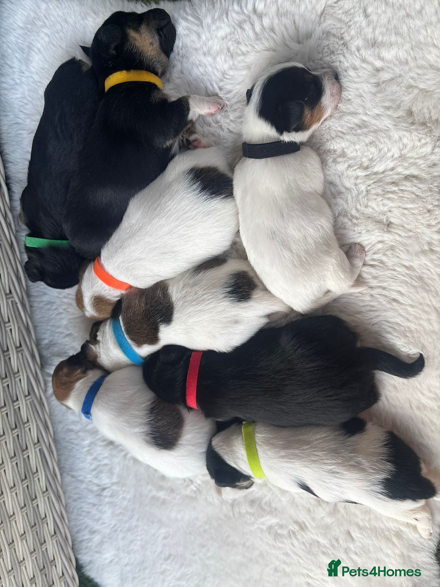 Jack Russell dogs Beautiful Jack Russells  - Advert 1