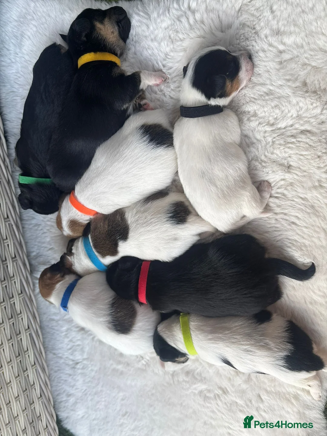 Jack Russell dogs for sale: Beautiful Jack Russells  in Sandbach - Advert 1