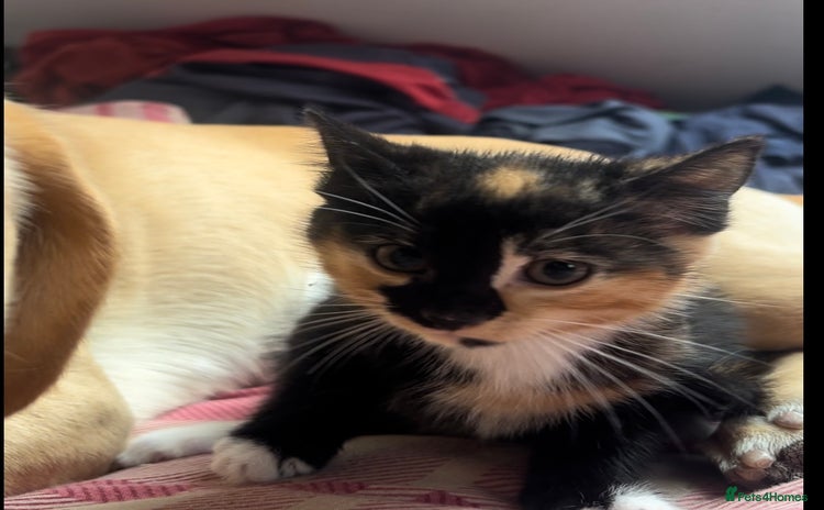 Mixed Breed cats - Advert 11