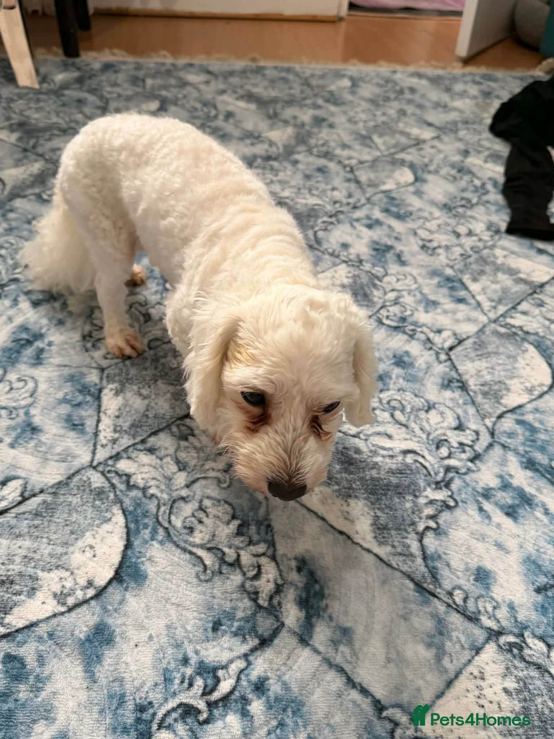 Bichon Frise dogs for sale: Selling my lovely Arcil Max Bichon - Advert 2