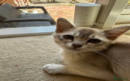 Burmese cats for sale: GCCF reg Pedigree Kittens - Image 10