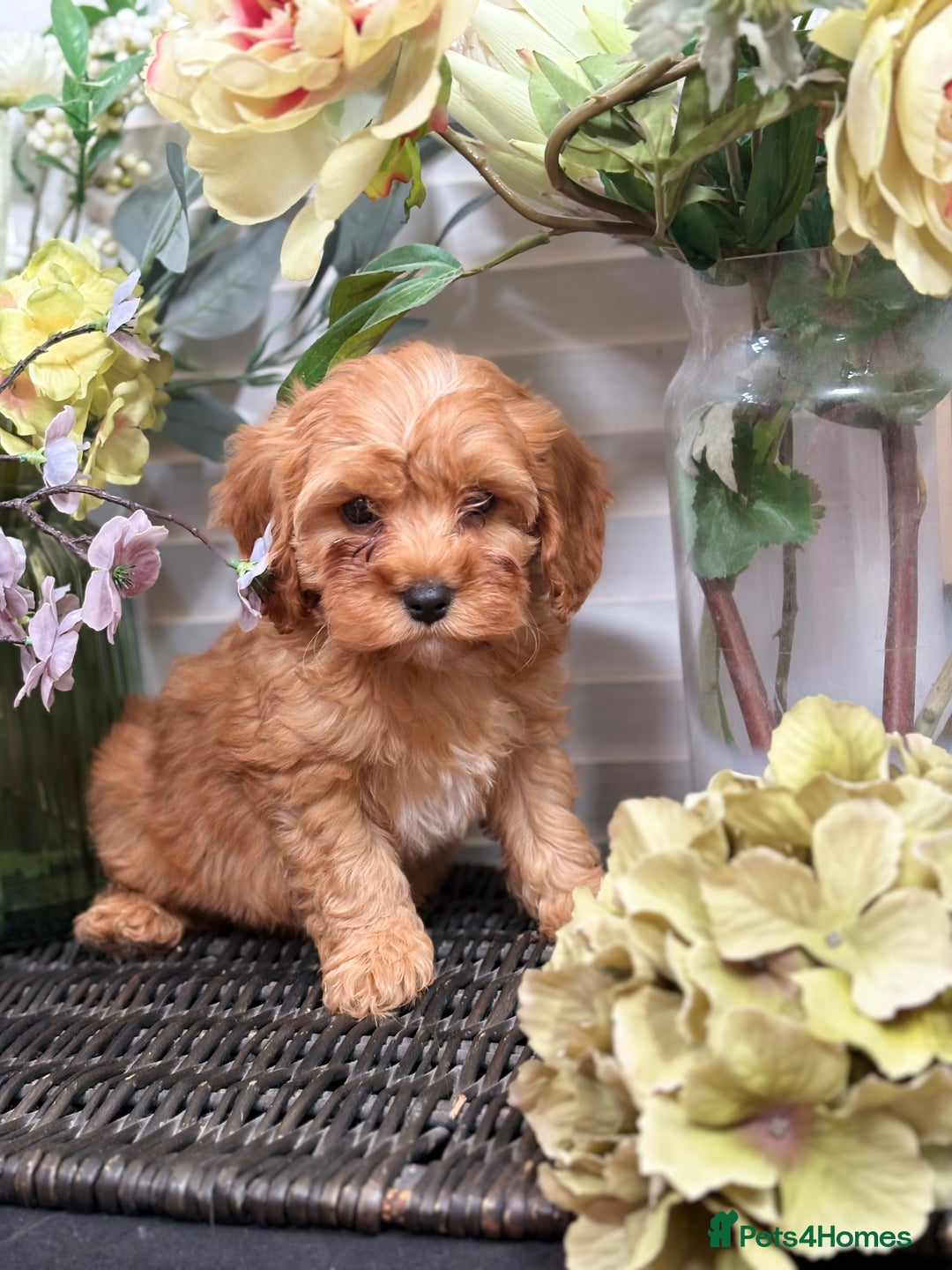 Cavapoo dogs for sale: Health tested TOY CAVAPOOS KC Parents - Image 14