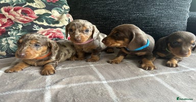 Miniature Dachshund dogs - Advert 2