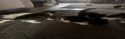 Mixed Breed cats for sale: Beautiful kittens ready to leave soon  - Advert 8