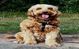 Irish Doodle dogs for stud: Max for stud  - Image 1