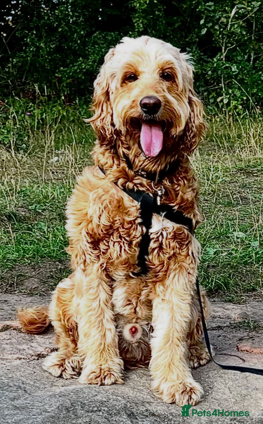 Irish Doodle dogs for stud: Max for stud  - Image 1