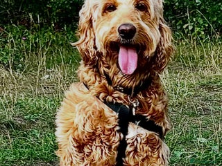 Irish Doodle dogs - Advert 1