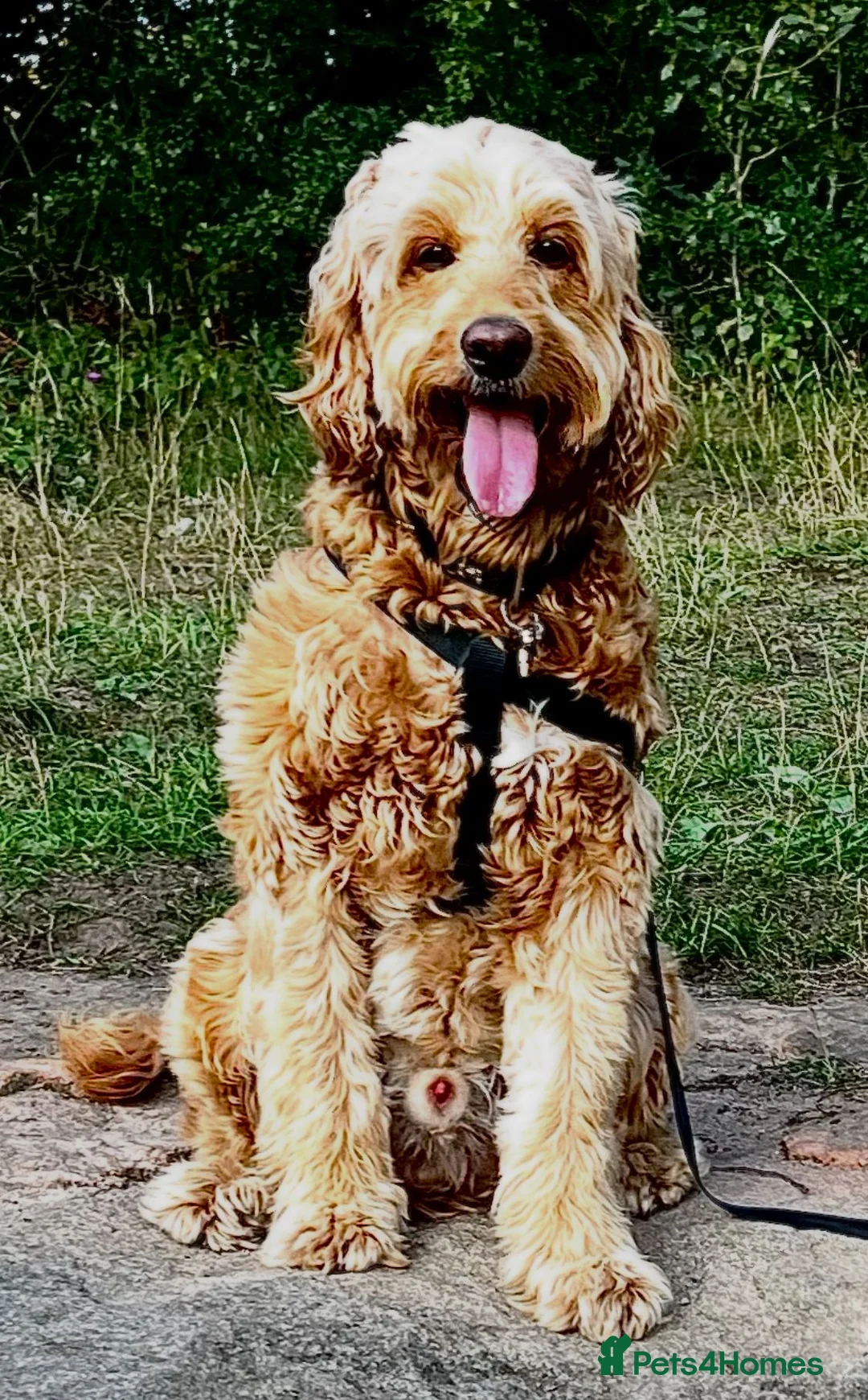 Irish Doodle dogs for stud: Max for stud  - Advert 1