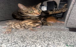 Manx cats for sale: Beautiful Banx Kittens  - Image 26