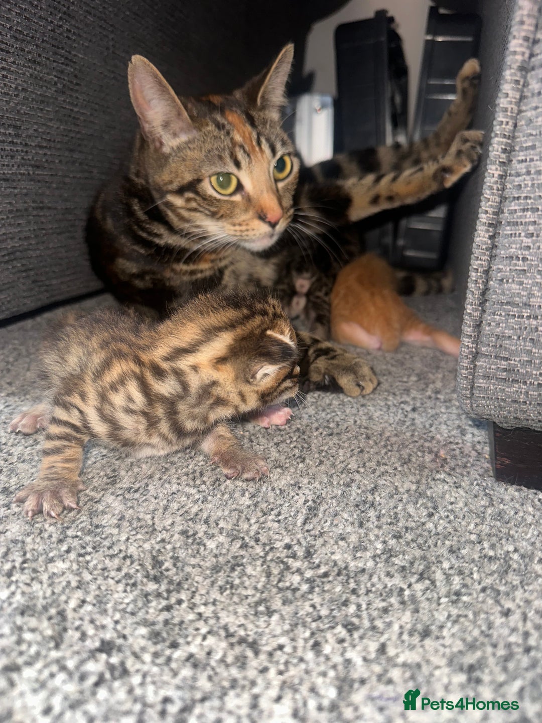 Manx cats for sale: Beautiful Banx Kittens  - Image 26