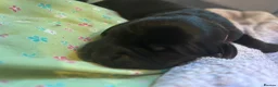 Goldador dogs for sale: 8 gorgeous black goldadors  in Corby - Advert 6