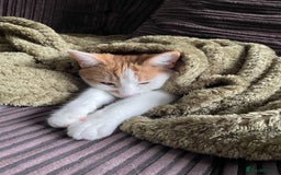 Mixed Breed cats for sale: Bellini & Martini - Image 18