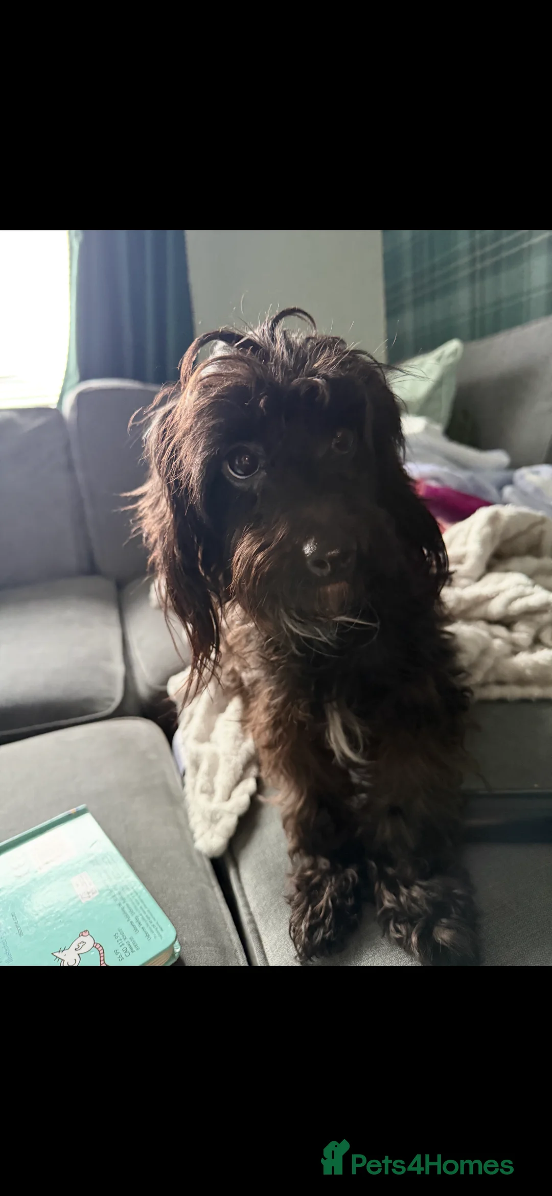 Mixed Breed dogs for sale: Mixed breed boy, 1 years old - Advert 1