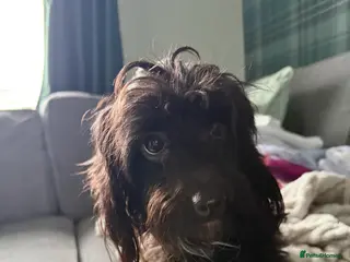 Mixed Breed dogs Mixed breed boy, 1 years old - Advert 3