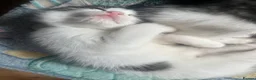 British Longhair cats for sale: 6 Long hair X Tuxedo Kittens ❤️ - Advert 6