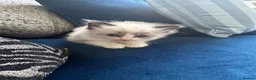 Ragdoll cats for sale: Gorgeous ragdoll kittens  - Advert 14