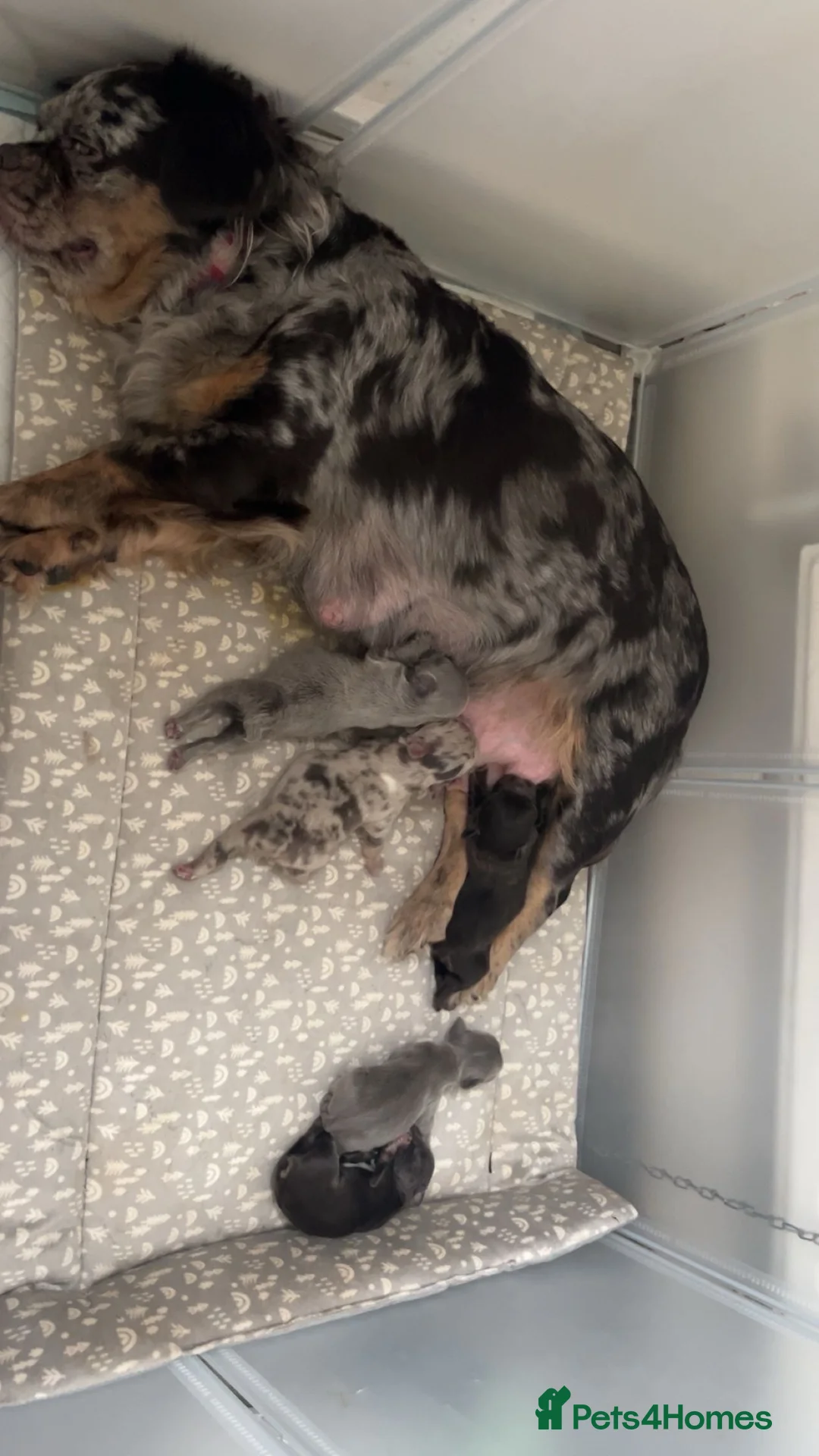 French Bulldog dogs for sale: Fluffy french bulldogs  - Advert 7