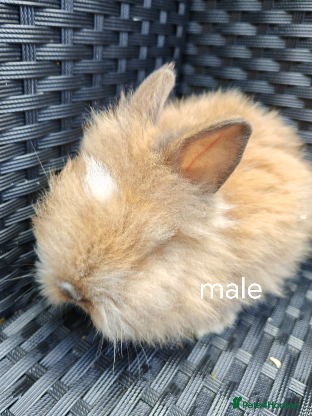 Lionhead rabbits for sale: Double maned lion head babies ready to leave now - Image 6