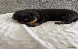 Rottweiler dogs for sale: Stunning chunky Rottweiler puppies - Image 7