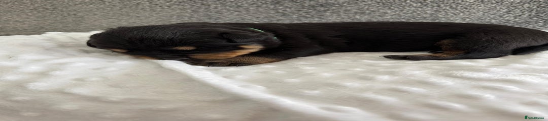 Rottweiler Puppy 5