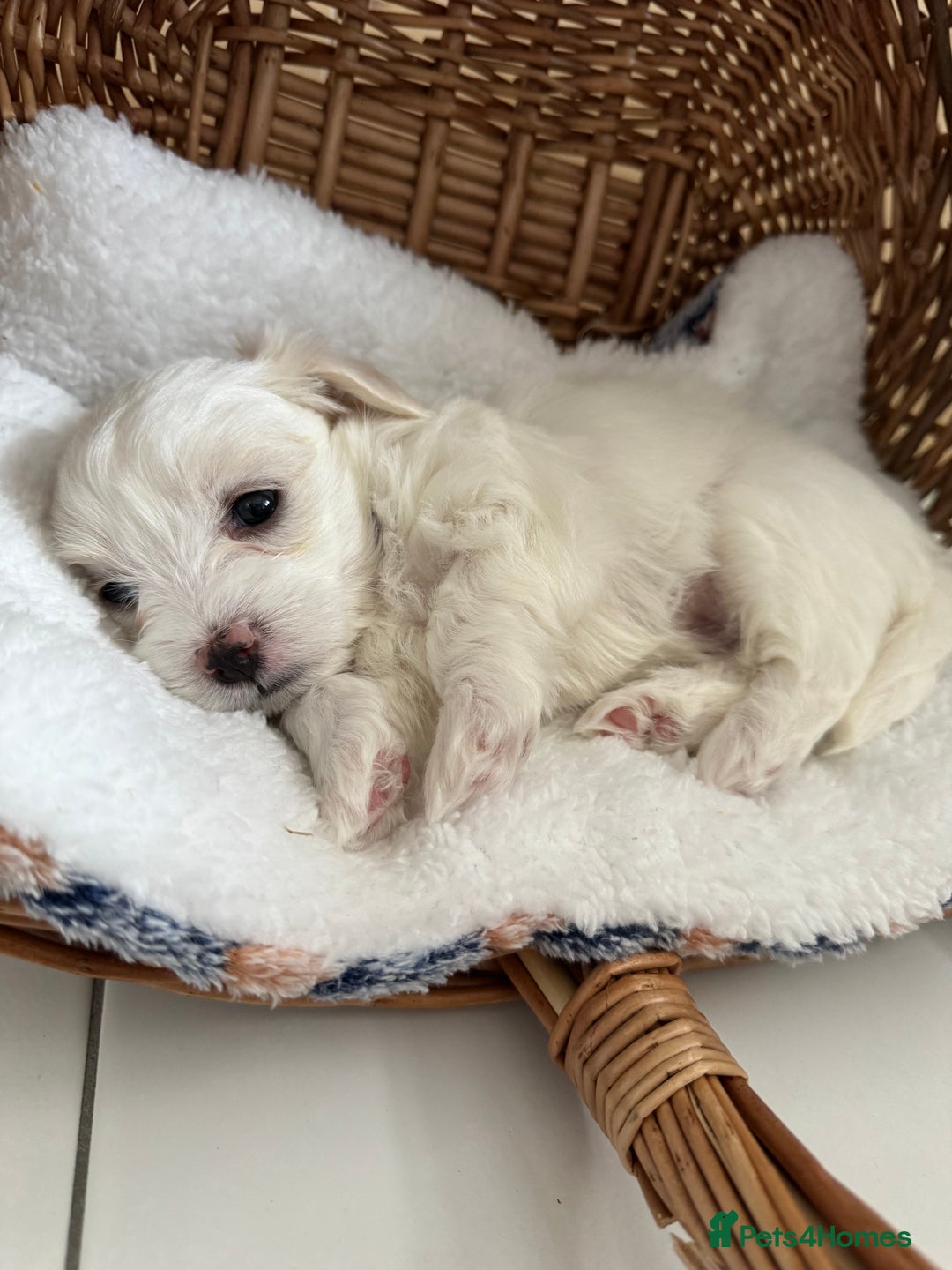 Maltese dogs for sale: 5 Generation KC registered Maltese - Image 19