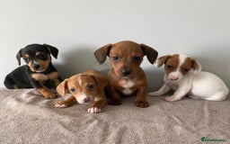 Mixed Breed dogs for sale: Mini Dachaund x mini Jack Russel  - Image 1
