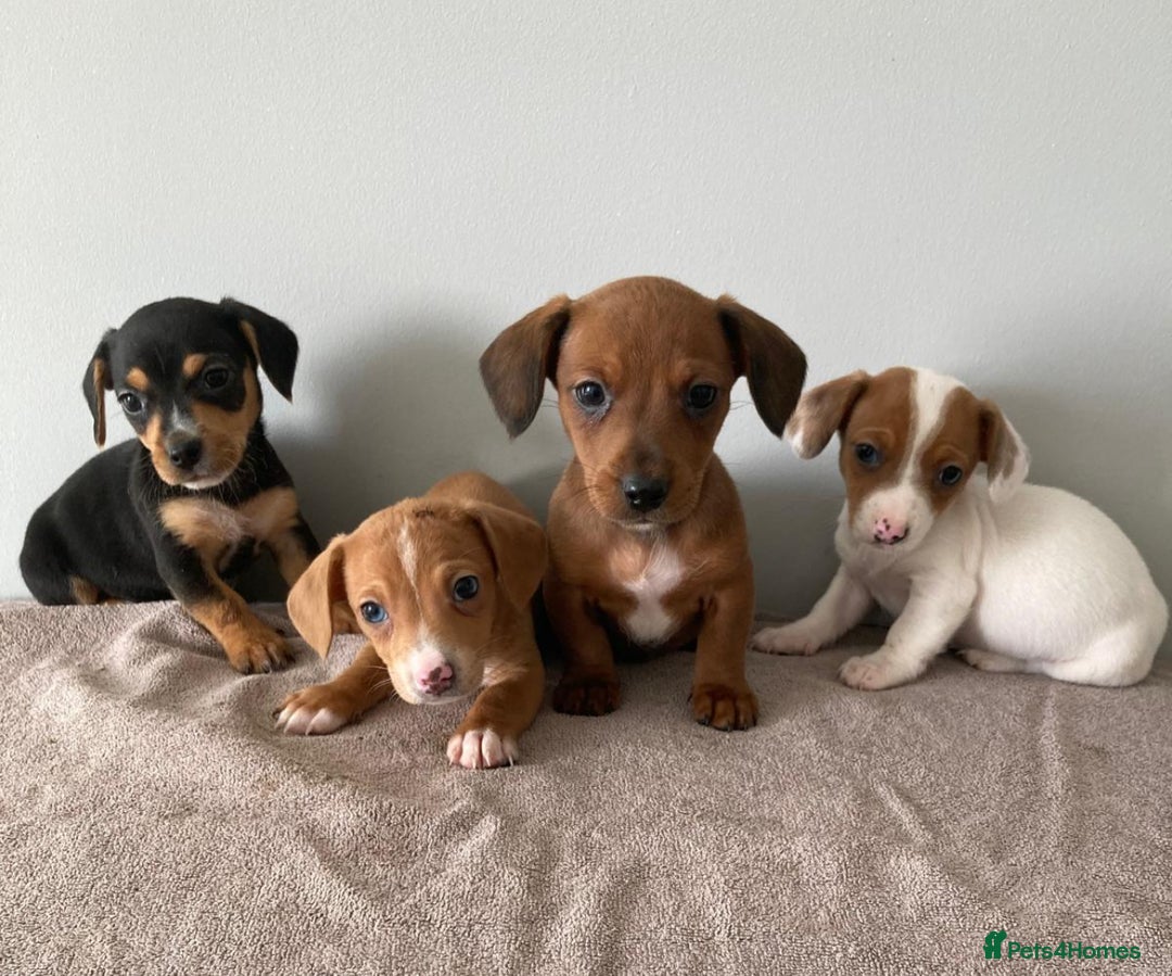 Mixed Breed dogs for sale: Mini Dachaund x mini Jack Russel  - Image 1