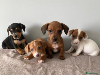 Mixed Breed dogs - Advert 1