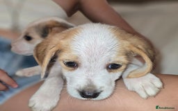 Beagle dogs for sale: Beagle puppies  - Image 3