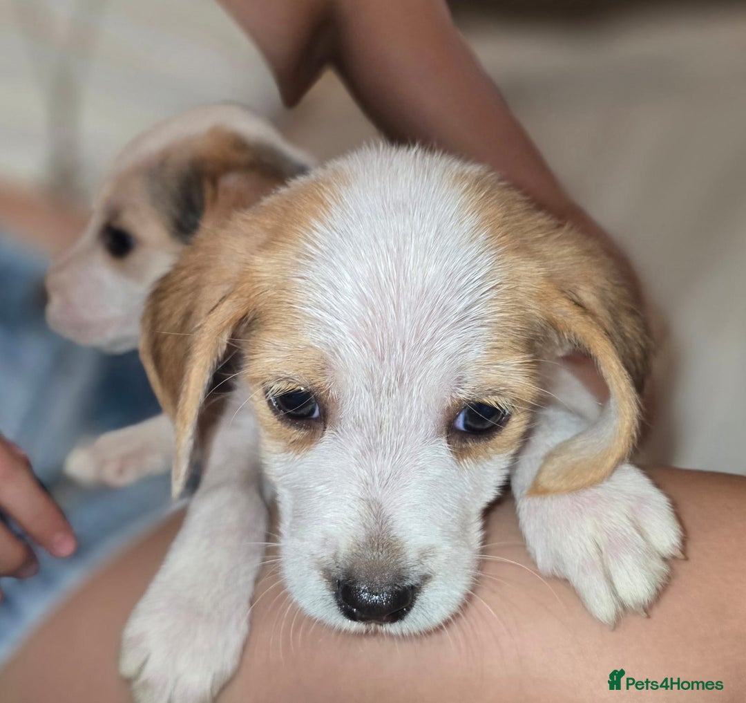 Beagle dogs for sale: Beagle puppies  - Image 3