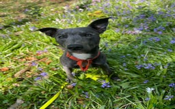 Mixed Breed dogs for sale: Baloo in Arbroath - Image 6