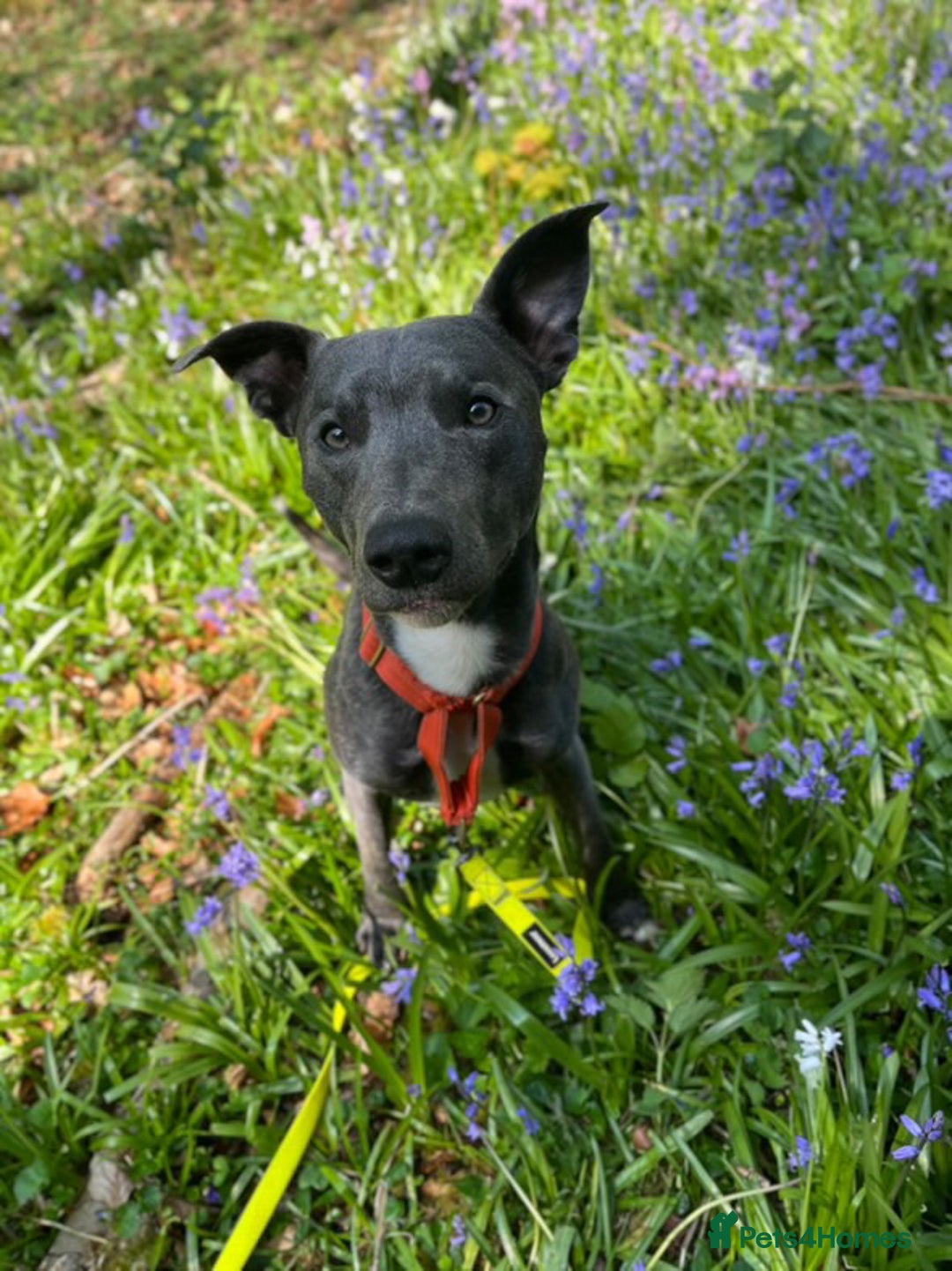 Mixed Breed dogs for sale: Baloo in Arbroath - Image 6