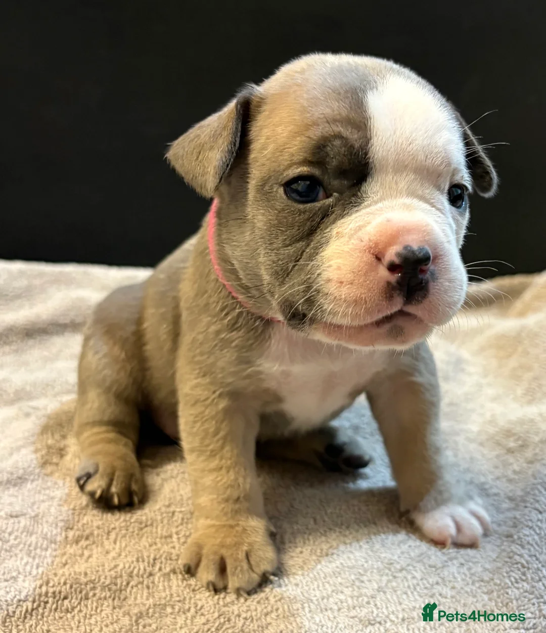 Mixed Breed dogs for sale: Frenchie mix - Advert 28