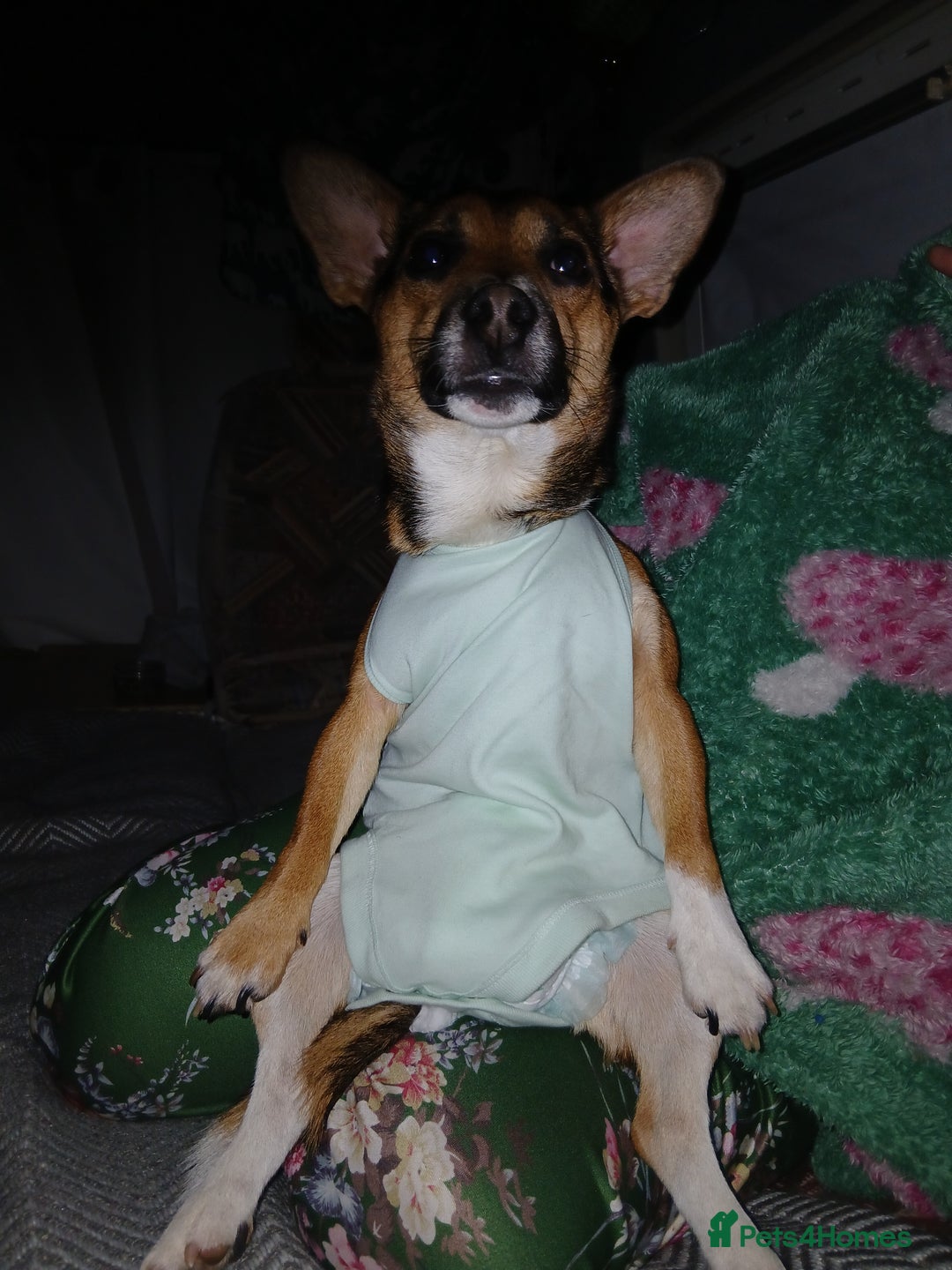 Jack Russell dogs for sale: Paddy the gentle jack - Advert 4