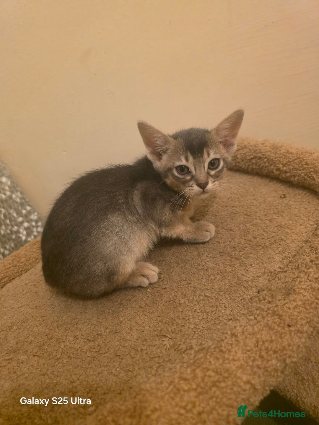 Mixed Breed cats for sale: Beautiful kittens looking for their forever homes - Advert 5