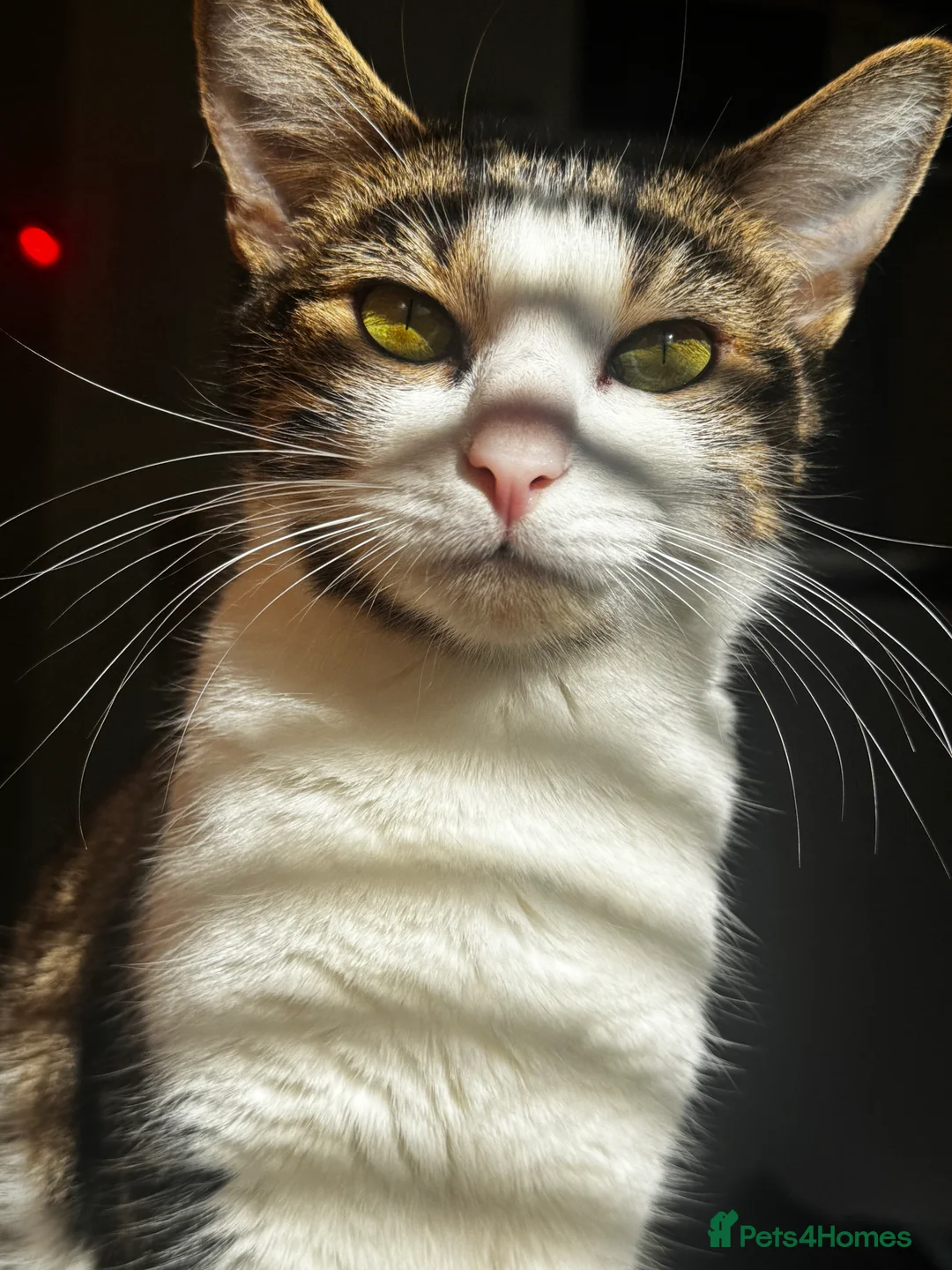 Mixed Breed cats for sale: tuxedo - Advert 2