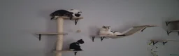 Mixed Breed cats for sale: Lovely Mixed Breed Kittens in Durham - Advert 11