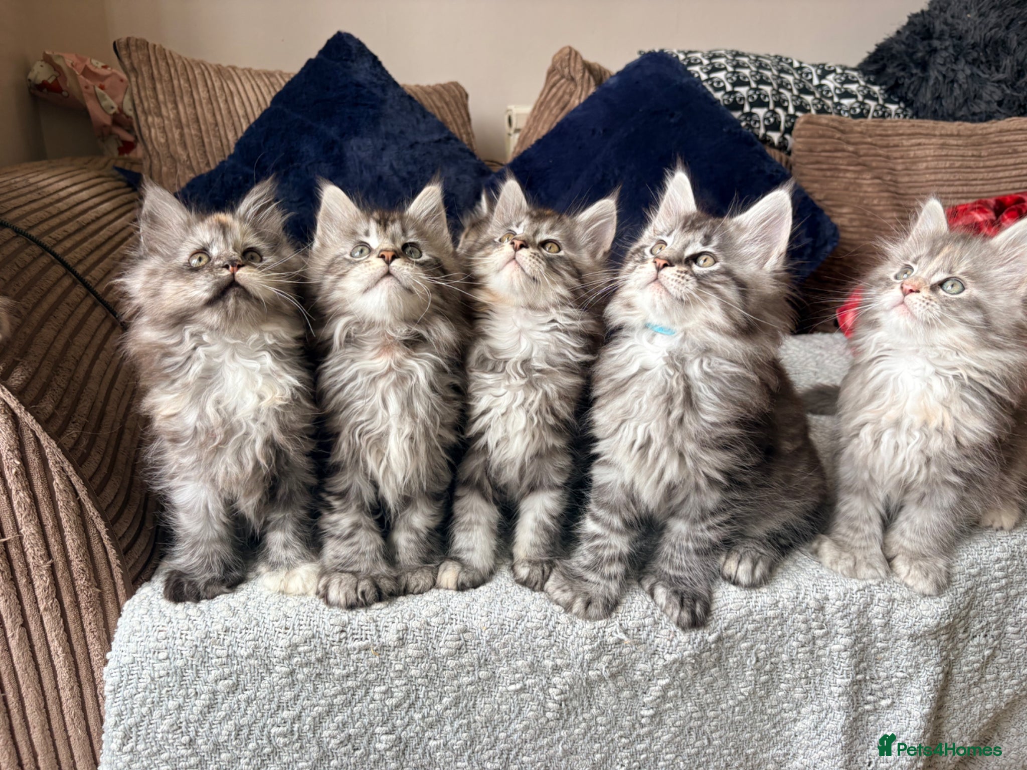 Maine Coon cats Tica registered 3 female mainecoons left,  polys - Advert 1