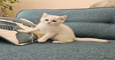 Scottish Fold cats - Advert 10