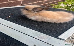 Lionhead rabbits for sale: 8 week lionhead doe  - Image 5