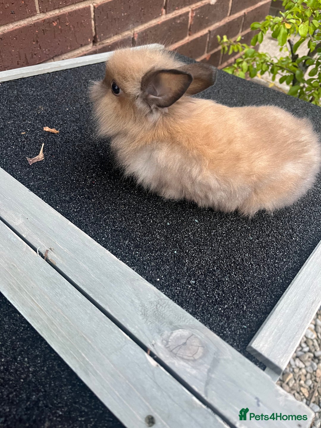 Lionhead rabbits for sale: 8 week lionhead doe  - Image 5