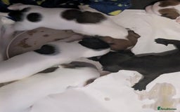 Mixed Breed dogs for sale: F1 jackcain  - Advert 16