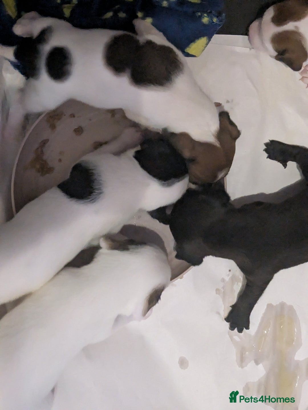 Mixed Breed dogs for sale: F1 jackcain  - Advert 16