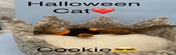 Abyssinian cats for sale: Five Abyssinian kittens with lots of love to give - Advert 5