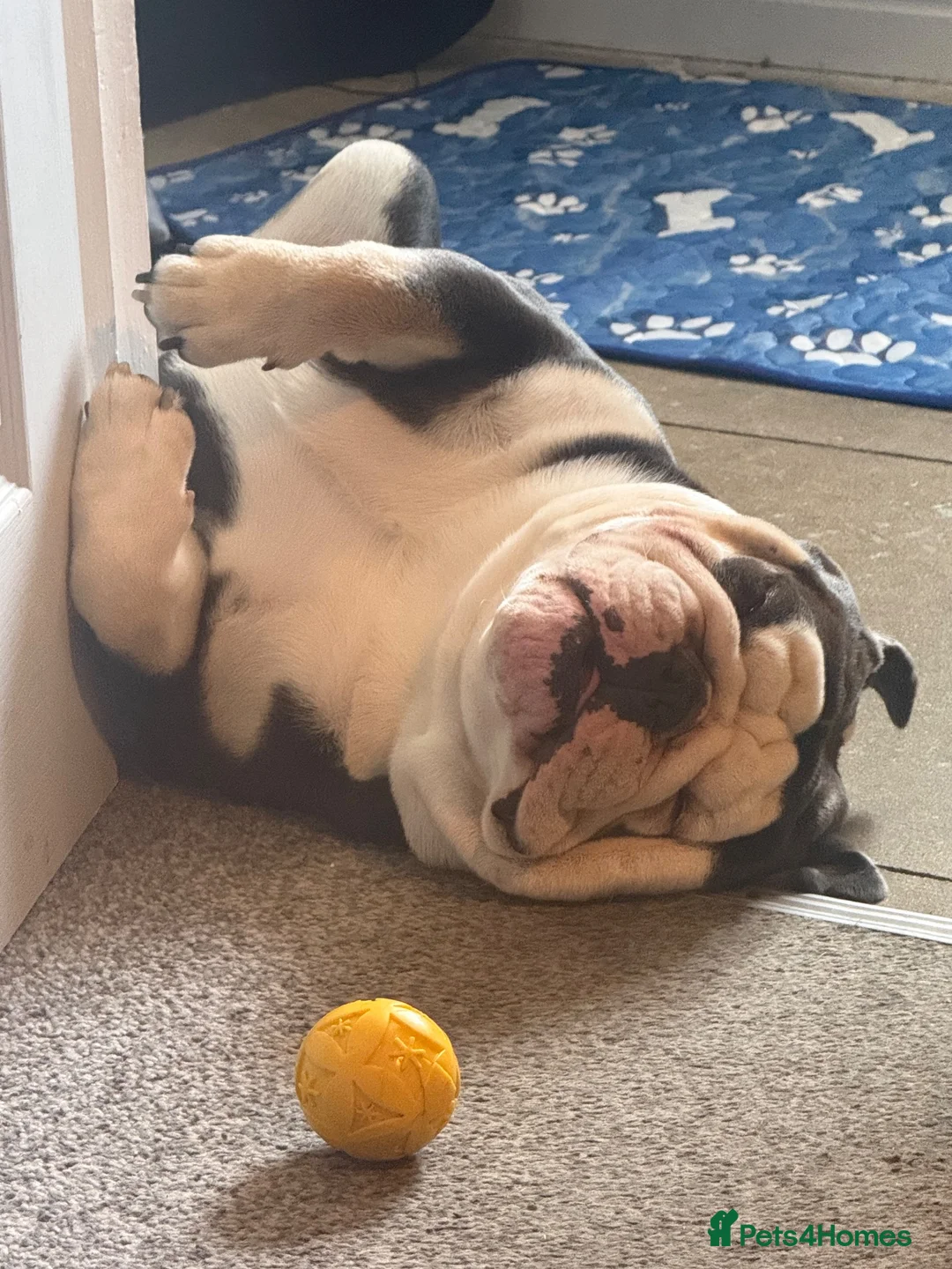 English Bulldog dogs for stud: Biscult  in Saint Austell - Advert 2