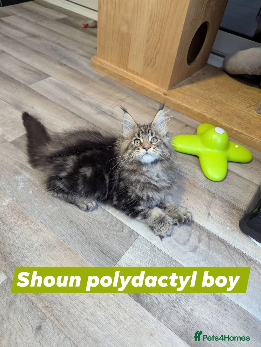 Maine Coon cats for sale: Outstanding babies ready to go  - Advert 14
