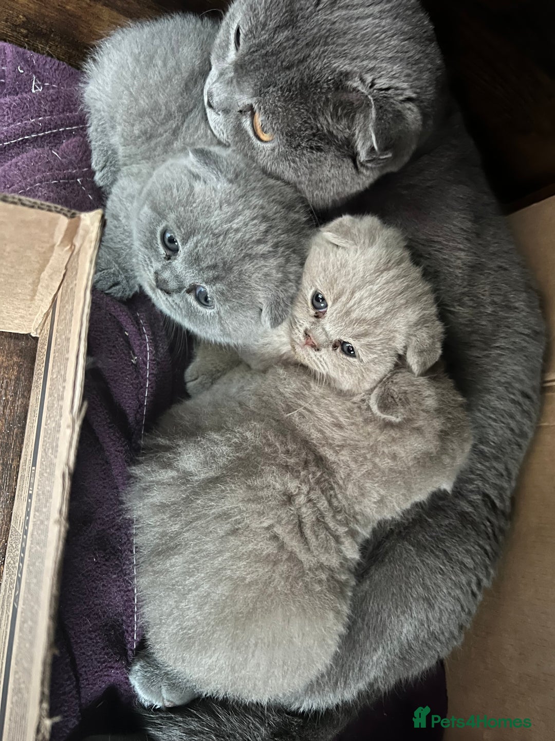 Mixed Breed cats for sale: Beautiful kittens available for loving homes. - Advert 15